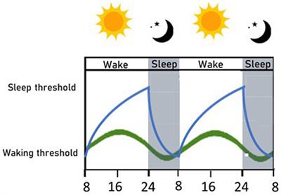 The interplay between macronutrients and sleep: focus on circadian and homeostatic processes